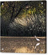 Egret Hunting In Pond 2 Acrylic Print
