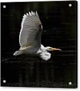 Egret In Flight Acrylic Print