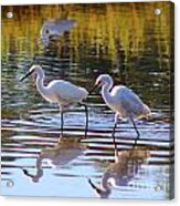 Egret Pair Acrylic Print