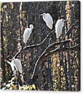 Egrets Acrylic Print