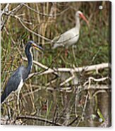 Egretta Tricolor Acrylic Print