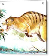 Ekaltadeta Prehistoric Rat-kangaroo Acrylic Print