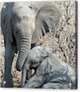 Elephant Affection Acrylic Print