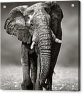 Elephant Approach From The Front Acrylic Print