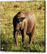 Elephant Calf Acrylic Print