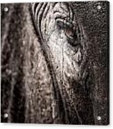 Elephant Eye Verical Acrylic Print