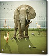 Elephant Playing Golf Acrylic Print