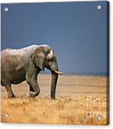 Elephant In Grassfield Acrylic Print