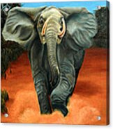 Elephant Acrylic Print