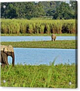 Elephant Landscape Acrylic Print