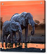 Elephant Mother And Calf At The Acrylic Print