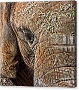 Elephant Never Forgets Acrylic Print