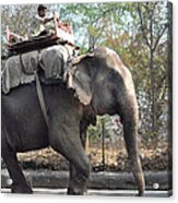 Elephant On The Road In India Acrylic Print