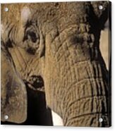 Elephant Portraint Acrylic Print