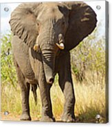 Elephant Walking - South Africa Acrylic Print
