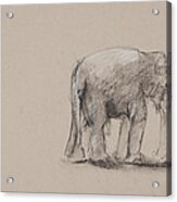 Elephant Charcoal Study #1 Acrylic Print