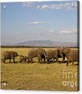 Elephants At Lake Manyara Acrylic Print
