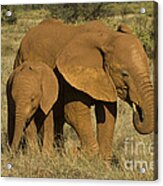 Elephants Covered In Red Dust Acrylic Print