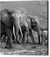 Elephants Family Acrylic Print