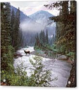 Elk Crossing Selway River Idaho Acrylic Print