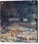 Elk Crossing The Buffalo River Acrylic Print