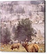 Elk Grazing In Yellowstone National Park Acrylic Print