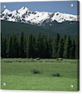 Elk Herd Grazing In Alpine Wilderness Acrylic Print