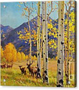 Elk Herd In Aspen Grove Acrylic Print