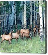 Elk In Aspen Acrylic Print