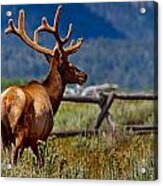 Elk In July Acrylic Print