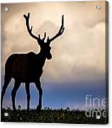 Elk Silhouette Acrylic Print
