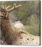 Elk Sky Gaze Acrylic Print