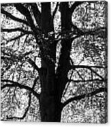 Elm In Black And White Acrylic Print