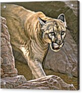 Elusive Hunter - Cougar Acrylic Print