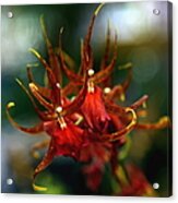 Embraced By An Orchid Acrylic Print