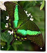 Emerald And Pearls Acrylic Print