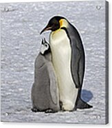 Emperor Penguin And Chick Snow Hill Isl Acrylic Print