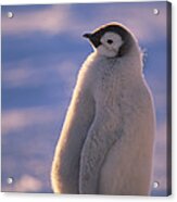 Emperor Penguin Chick Weddell Sea Acrylic Print
