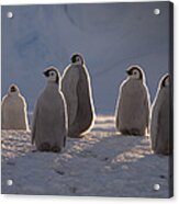 Emperor Penguin Chicks In Midnight Sun Acrylic Print