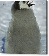 Emperor Penguin Young Chick Panting Acrylic Print