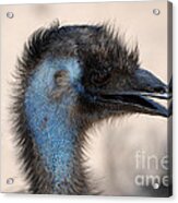 Emu Acrylic Print