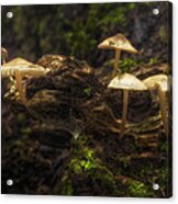 Enchanted Forest Acrylic Print