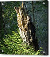 Enchanted Woods Acrylic Print