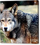 Endangered Red Wolf Acrylic Print