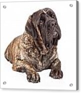 English Mastiff Dog Laying Head Tilted Acrylic Print