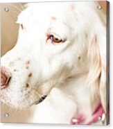 English Setter In Natural Light Acrylic Print