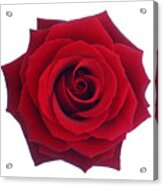 Entire Deep Red Rose In Close-up. Acrylic Print