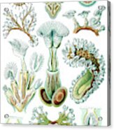 Ernst Haeckel, Bryozoa, Aquatic Acrylic Print