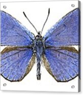 Escher's Blue Butterfly Acrylic Print