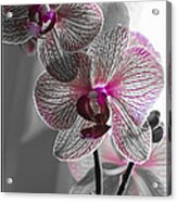 Ethereal Orchid Acrylic Print